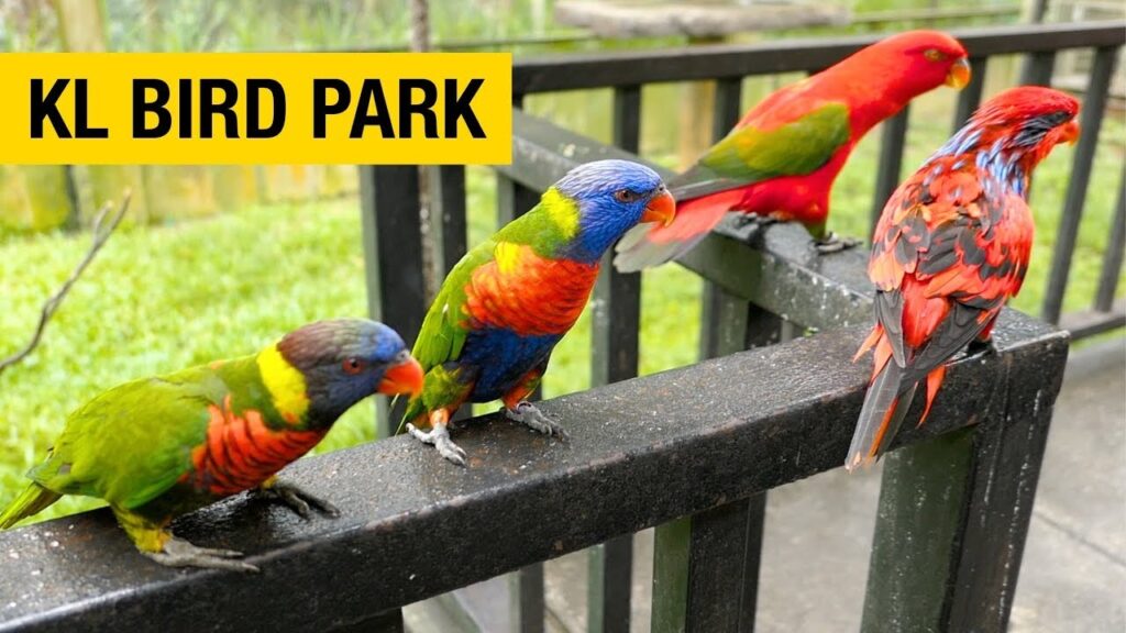 iconic tourist attraction in Malaysia - Kuala Lumpur Bird Park